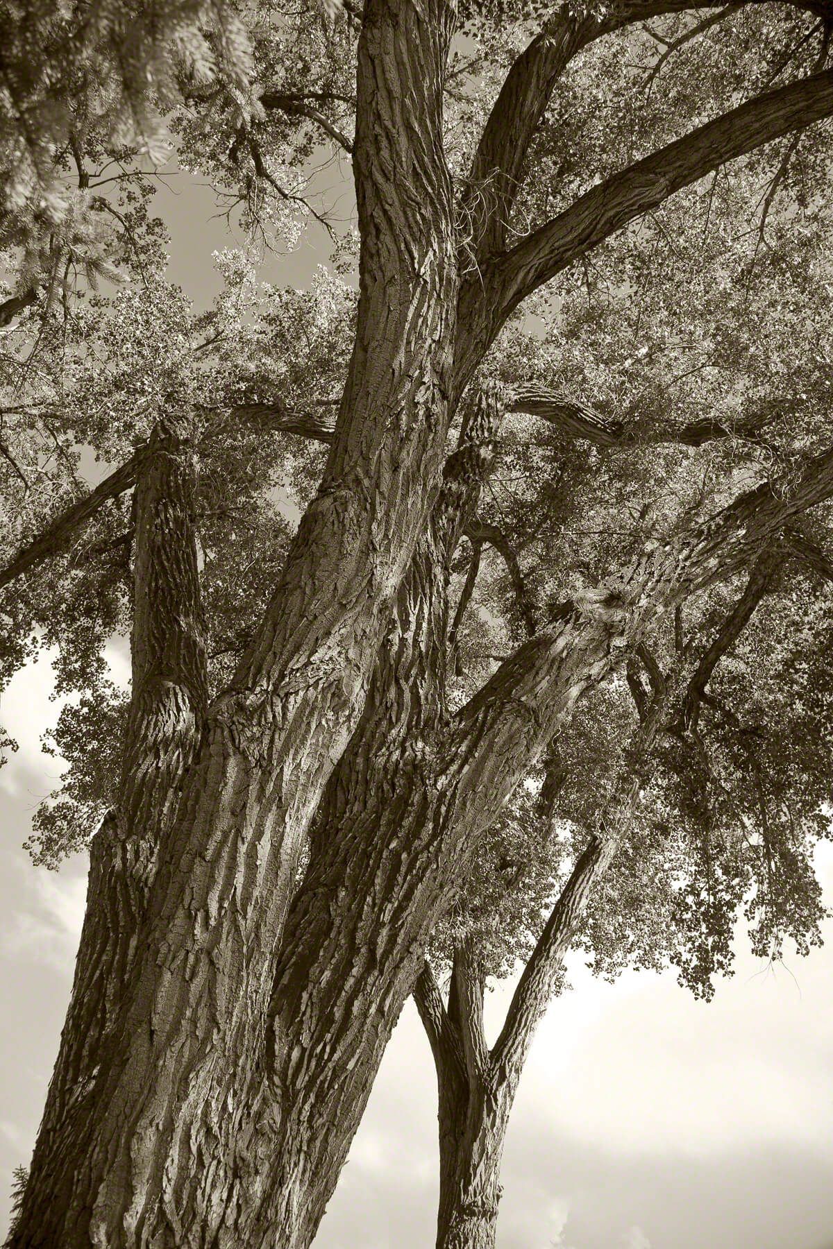 The Trees of Ucross and Shady Lane, a suite, no 14, 2009