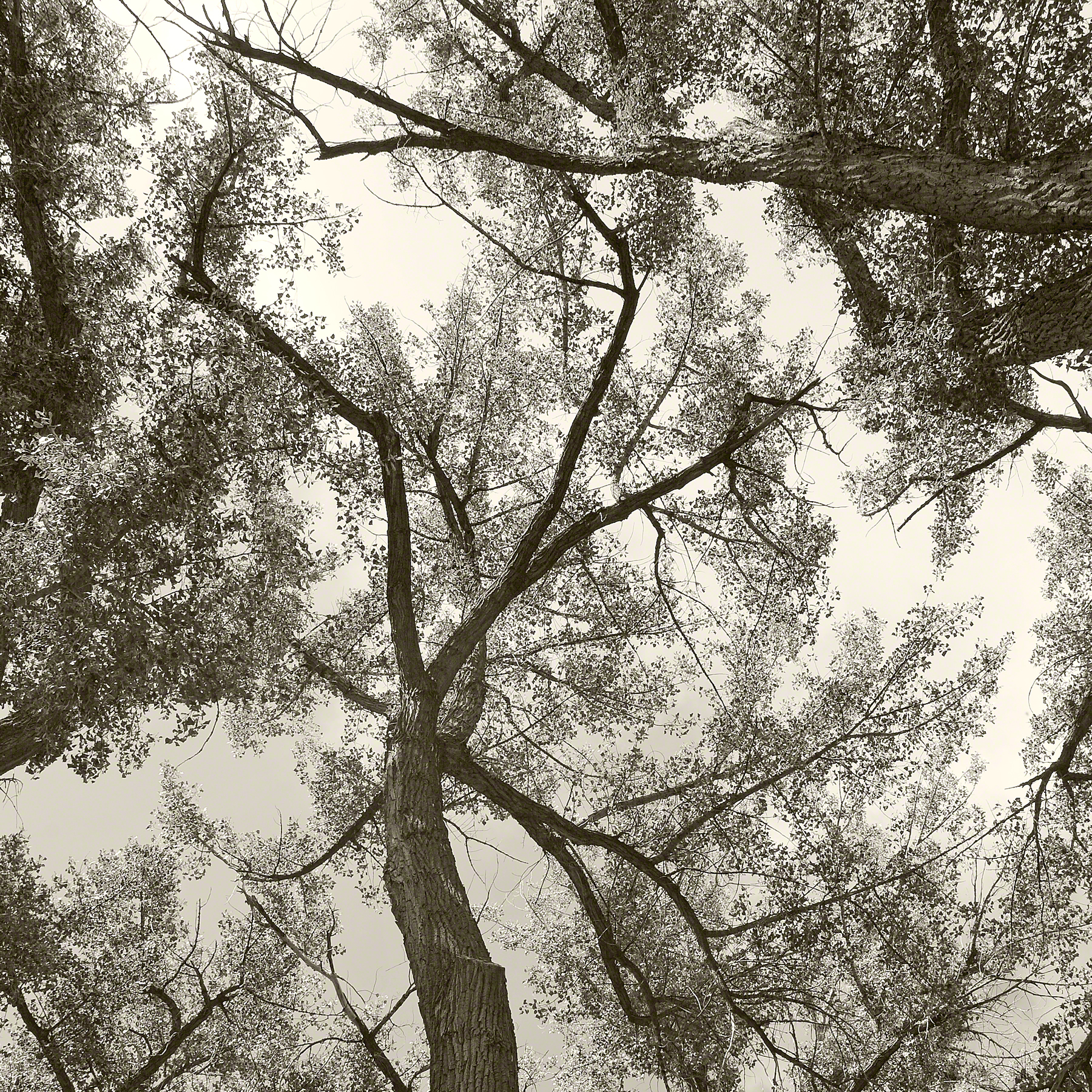 TREES OF UCROSS AND SHADY LANE (2009)