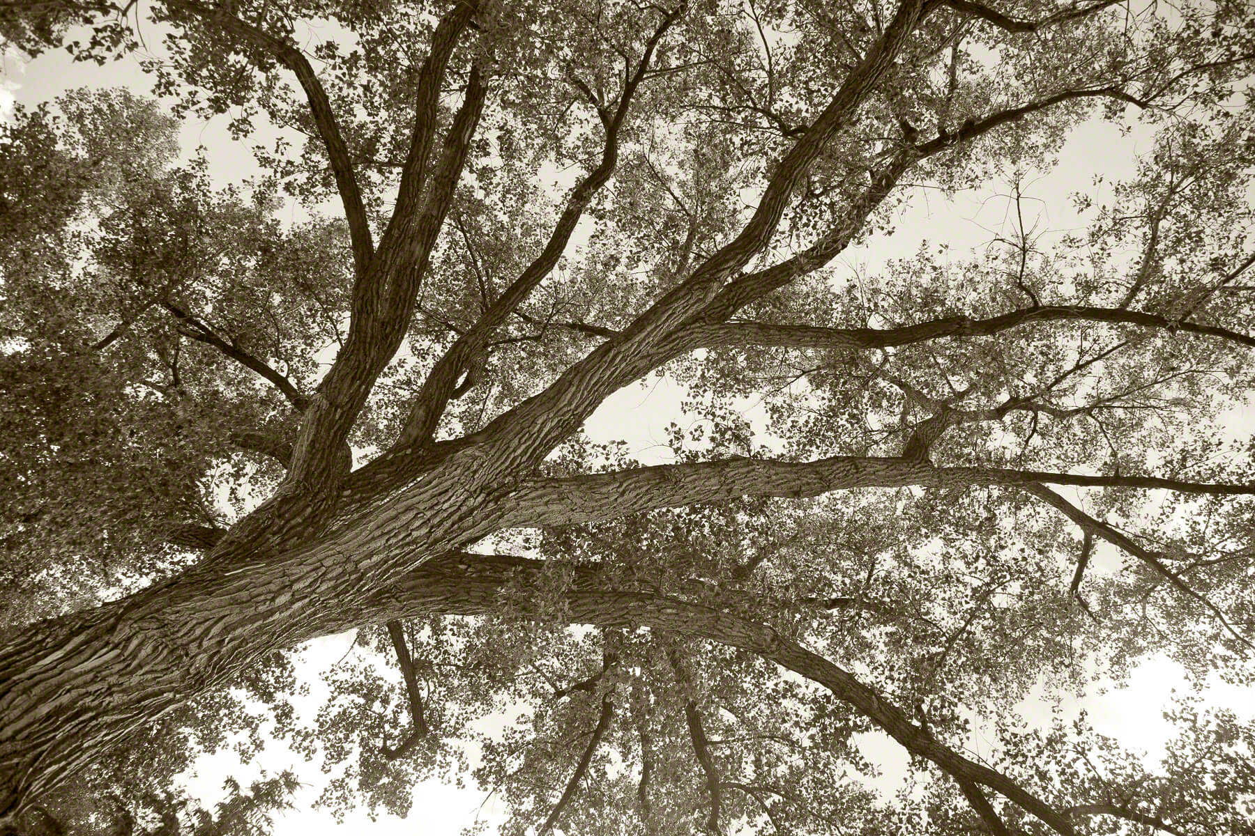 The Trees of Ucross and Shady Lane, a suite, no 18, 2009